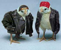 chicks.jpg